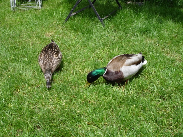 Enten Ehepaar
